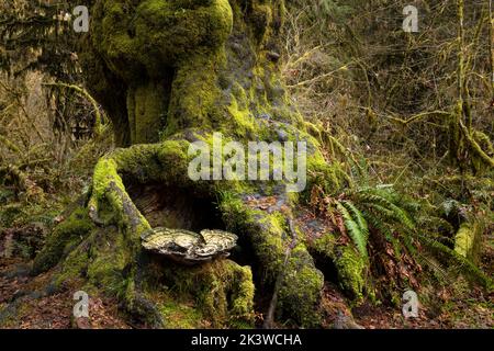 WA22110-00...WASHINGTON - Riesenpilz auf einem Baum mit einem großen Grat im Hoh Rain Forest, Olympic National Park. Stockfoto