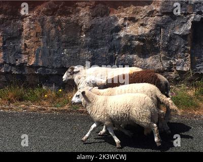 Drei Schafe gehen Straße um die große Orme, Llandudno. Die Orme enthält Lleyn und Herdwick Schafe (gezeigt), die widerstandsendsten der britischen Bergrassen. Stockfoto