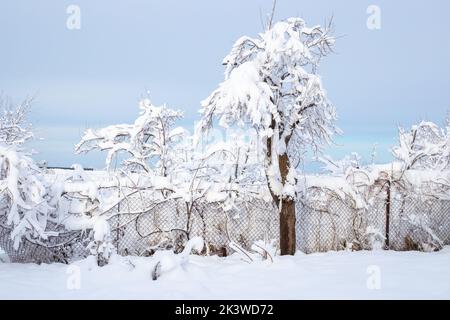 Rustikaler Hof mit Kettengliederzaun und schneebedeckten Bäumen an einem Wintertag. Stockfoto