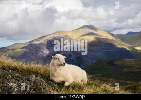 Ein Welsh Mountain Schaf mit Dinorwig Schieferbruch auf Elidir Fawr als Kulisse im Snowdonia National Park. Foel Gron, Llanberis Gwynedd, Nordwales, Großbritannien Stockfoto