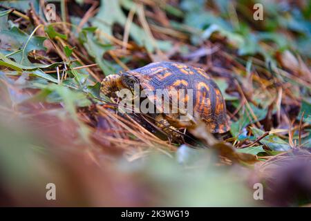 Eine Eastern Box Turtle (Terrapene Carolina Carolina) klettert durch einen Blattstapel auf Cape Cod, Massachusetts, USA Stockfoto