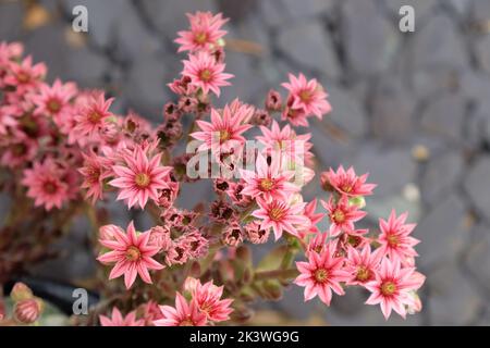 Sempervivum, Hühner und Küken, Sukulente Pflanze in Blüte. Stockfoto