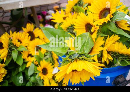 Schneiden Sie Sonnenblumen im Herbst auf einem regionalen saisonalen Markt mit lokalen Produkten in Deutschland, dem sogenannten Herbstmarkt. Stockfoto