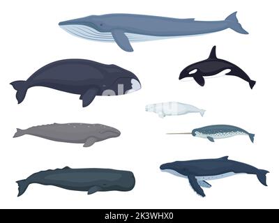 Walfisch. Beluga, grau, Bowhead, blau, Narwhal, Buckelwal, Sperma, Killerwal. Vektor-Illustration Gruppe von verschiedenen Meerestieren isoliert auf weiß. Stock Vektor