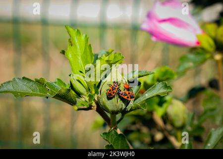 Pyrrhocoris apterus an einem sonnigen Tag auf einem Ast wandern. Schwarze und rote Bugs auf einem Zweig. firebug. Roter Soldatenwanze. Stockfoto