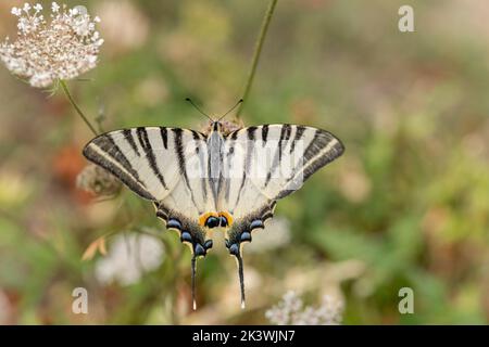 Der seltene Schwalbenschwanz (Iphiclides podalirius), der auf einer Blume im Garten nach Nektar jagt. Cevennes, Frankreich. Stockfoto