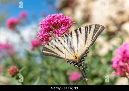 Der seltene Schwalbenschwanz (Iphiclides podalirius), der auf einer Blume im Garten nach Nektar jagt. Cevennes, Frankreich. Stockfoto