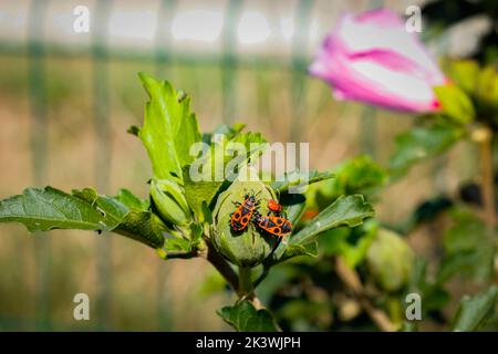 Pyrrhocoris apterus an einem sonnigen Tag auf einem Ast wandern. Schwarze und rote Bugs auf einem Zweig. firebug. Roter Soldatenwanze. Stockfoto
