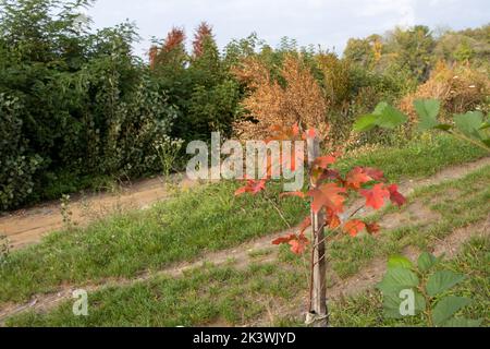 Junge Eiche mit roten Herbstblättern im Park. Pflanzung, Anbau neuer Bäume Konzept. Stockfoto