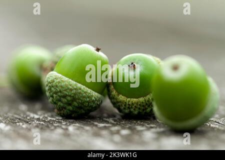 Eine kleine Gruppe von reifen grünen Eicheln oder Eichennüssen, in ihren Schalen, und auf einem Holztisch liegend. Stockfoto