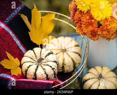 Stillleben im Herbst mit Kürbissen, Herbstblumen und roter Decke auf dem Tisch. Herbsthintergrund Stockfoto