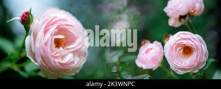 Zärtliche rosa Rosen Blumen im Blumengarten. Schöne Rosenblüte auf verschwommenem grünen Hintergrund. Blühender Hintergrund der Blüte rosa Rose in Summe Stockfoto