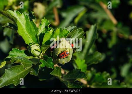 Pyrrhocoris apterus an einem sonnigen Tag auf einem Ast wandern. Schwarze und rote Bugs auf einem Zweig. firebug. Roter Soldatenwanze. Stockfoto