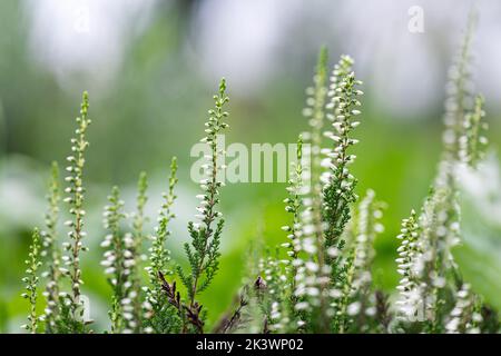 Blühende Heidepflanze im Garten. Weiße Heidekraut-Blüten, die auf einem grünen, verschwommenen Hintergrund blühen Stockfoto