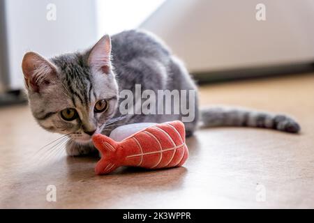 Eine niedliche graue Katze, die mit einem Spielzeug spielt Stockfoto