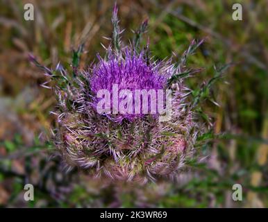 Thistle Flower, violette oder violette Blüten mit stacheligen und dornigen Blättern. Stockfoto