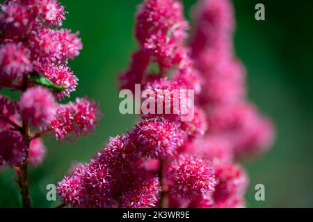 Astilbe Blumen. Blühende Sommerblumen im Garten. Rosa Astilbe Blumen Hintergrund auf grünem Nahaufnahme (Makro). Florale Tapete mit Blumen stilbe t Stockfoto