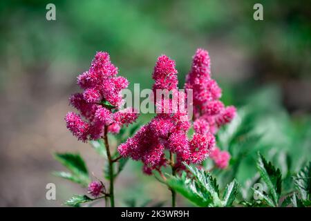 Astilbe Blumen. Blühende Sommerblumen im Garten. Rosa Astilbe Blumen Hintergrund auf grün Nahaufnahme. Florale Tapete mit Blumen im Sommer stilbe Stockfoto
