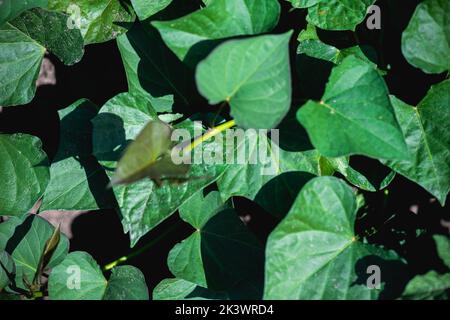 Süßkartoffelpflanze mit Blättern, die auf dem Feld wachsen. Anbau von Bio-Süßkartoffeln. Ökologischer Landbau Stockfoto