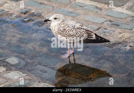 Unreife Heringmöwe, die in einer Pfütze steht Stockfoto