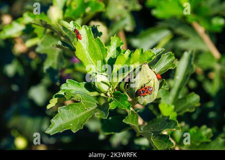 Pyrrhocoris apterus an einem sonnigen Tag auf einem Ast wandern. Schwarze und rote Bugs auf einem Zweig. firebug. Roter Soldatenwanze. Stockfoto