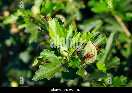 Pyrrhocoris apterus an einem sonnigen Tag auf einem Ast wandern. Schwarze und rote Bugs auf einem Zweig. firebug. Roter Soldatenwanze. Stockfoto