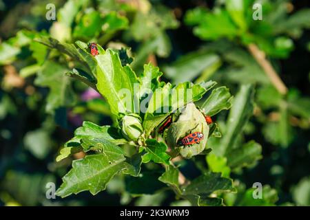 Pyrrhocoris apterus an einem sonnigen Tag auf einem Ast wandern. Schwarze und rote Bugs auf einem Zweig. firebug. Roter Soldatenwanze. Stockfoto