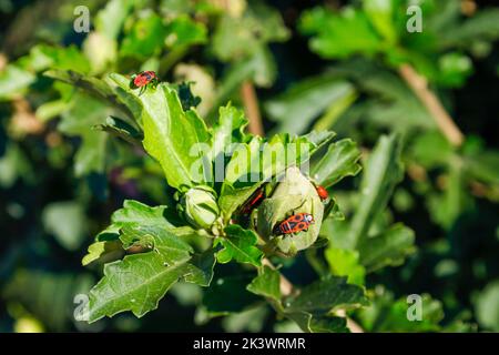 Pyrrhocoris apterus an einem sonnigen Tag auf einem Ast wandern. Schwarze und rote Bugs auf einem Zweig. firebug. Roter Soldatenwanze. Stockfoto