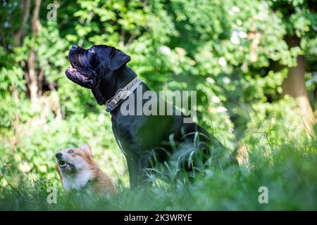 Italienische Cane Corso und Corgi Pembroke Hunde auf grünem Gras im Freien. Hunderassen. Hunde spielen auf einem Spaziergang im Sommergarten auf dem Hinterhof Stockfoto