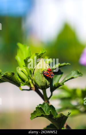 Pyrrhocoris apterus an einem sonnigen Tag auf einem Ast wandern. Schwarze und rote Bugs auf einem Zweig. firebug. Roter Soldatenwanze. Stockfoto