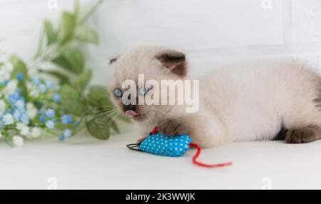 Eine kleine blauäugige Kätzchen-Punktfarbe spielt mit einem blauen Maus-Spielzeug und leckt seine Lippen. Sprache. Selektiver Fokus Stockfoto