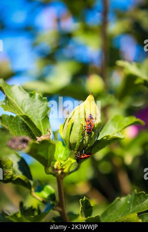 Pyrrhocoris apterus an einem sonnigen Tag auf einem Ast wandern. Schwarze und rote Bugs auf einem Zweig. firebug. Roter Soldatenwanze. Stockfoto