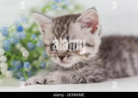 Ein kleines, schön gestreiftes grau-weißes Kätzchen liegt auf einem Hintergrund aus blauen Blüten. Selektiver Fokus Stockfoto