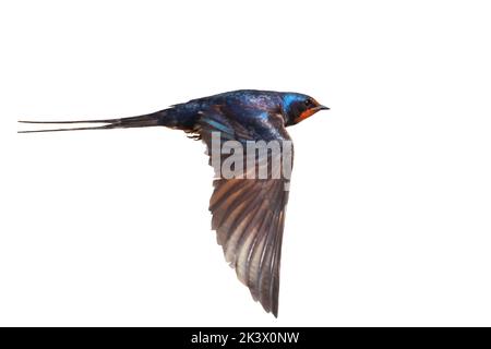 Schwalbe im Flug isoliert auf weißem Hintergrund Stockfoto