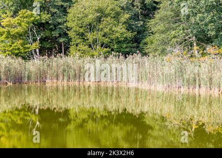 Ryder Pond in North Haven, NY Stockfoto