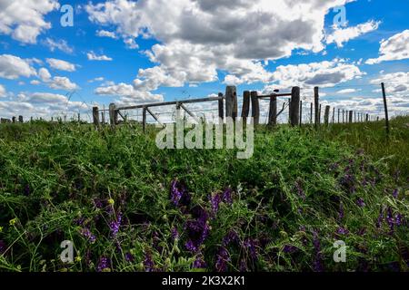 Sonnenuntergang in Pampas, Provinz La Pampa, Patagonien, Argentinien. Stockfoto