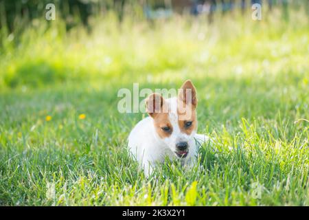 Niedliche Welpen von gemischten Jack Russell Terrier liegen auf dem Gras im Garten. Hund aus dem Tierheim adoptiert. Platz für Text kopieren. Stockfoto