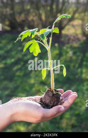 Frau, die einen Tomatenkernling in der Hand hält Stockfoto