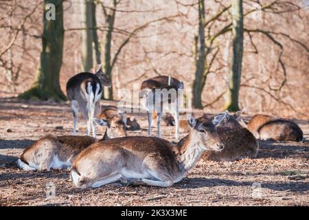 Hirsche Herde im Herbstwald in Dänemark Stockfoto