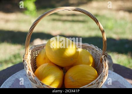 Gelbe kleine Melonen in einem Korb Stockfoto