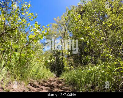 Trail im Wald Stockfoto