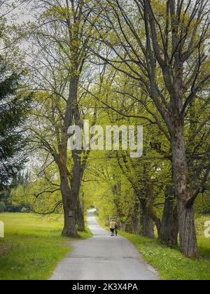 Trail durch den Frühlingswald mit einem einsamen Radfahrer. Pfad mit grünen Bäumen im Wald. Frauen Radfahrerin von hinten. Böhmerwald, Tschechische republik Stockfoto