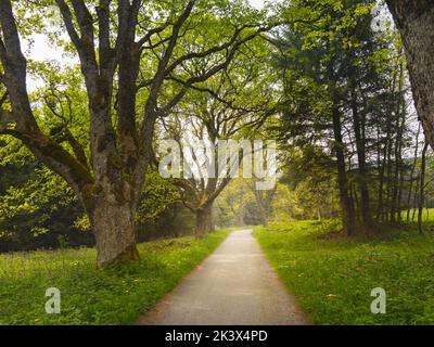 Weg durch den Frühlingswald. Pfad mit grünen Bäumen im Wald oder Park. Böhmerwald, Tschechische Republik. Stockfoto