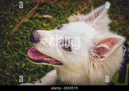 Weißer flauschiger helläugiger Welpen mit kecken Ohren - Profilbild mit verschwommenem Grashintergrund - amerikanischer Eskimo Dog vier Monate alt Stockfoto