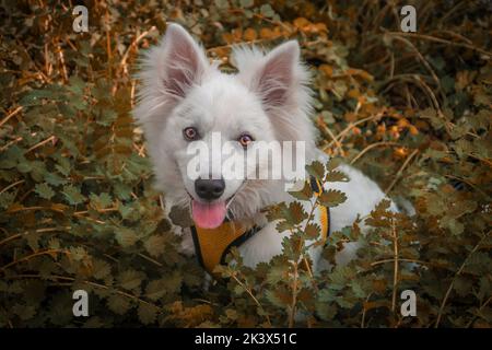 Weißer Halloween Hund mit orangefarbenen Augen sitzt inmitten von bunten orange und grünen Pflanzen Blick auf Bildschirm- American Eskimo Welpe Stockfoto