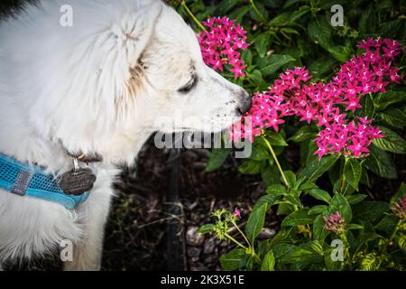 Weißer Welpe Hund mit Geschirr und Tags riecht rosa Blumen im Freien - Closeup Stockfoto