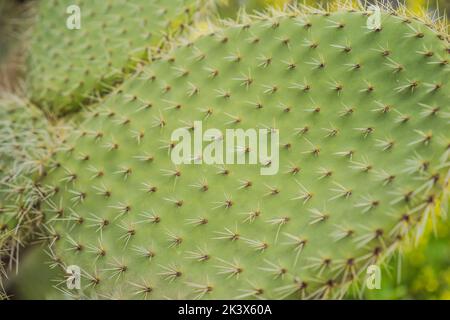 Kaktus aus stacheliger Birne mit grünen Früchten auf blauem Himmel. Grüner opuntia-Kaktus ficus indica, indische Feige opuntia, flache Blätter. Grüner Kaktus Stockfoto