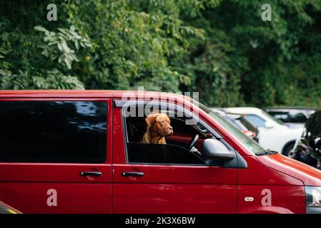 Der Hund steckte seinen Kopf aus dem Autofenster Stockfoto