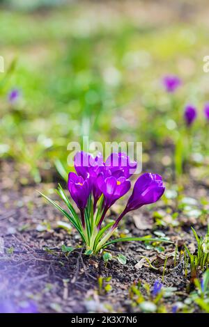 Lila Krokusse Nahaufnahme auf der Wiese. Frühlingsblumen Stockfoto