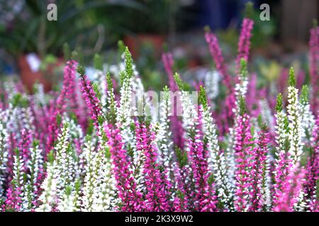 Rosa weiße Heidekraut Ling Blume Hintergrund. Stockfoto